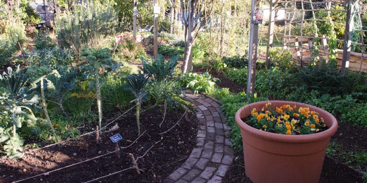 Nature in our Earthworks allotment