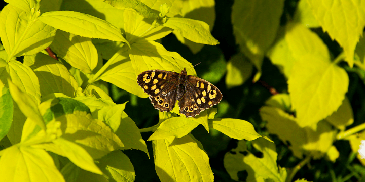 Butterfly in martlets garden