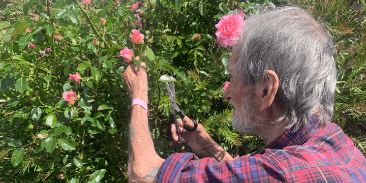 David Fuller picking flowers in Martlets Gardens