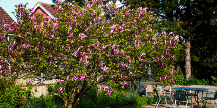 Pink tree in our hospice garden