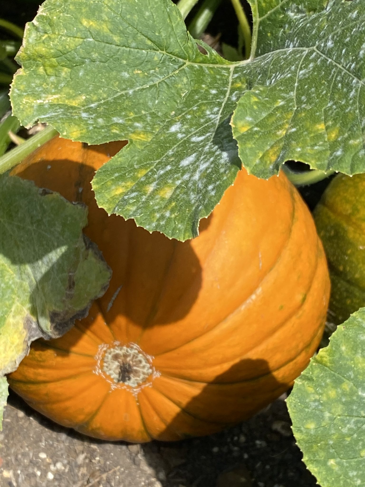 photo of a pumpkin growing