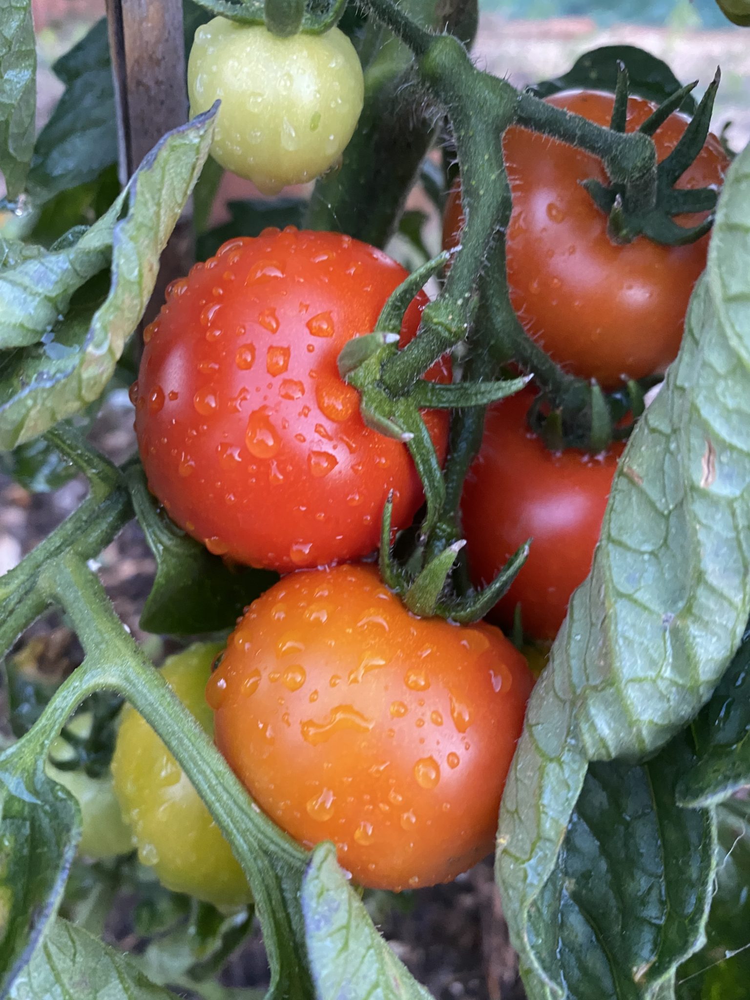 photo of some tomatoes growing