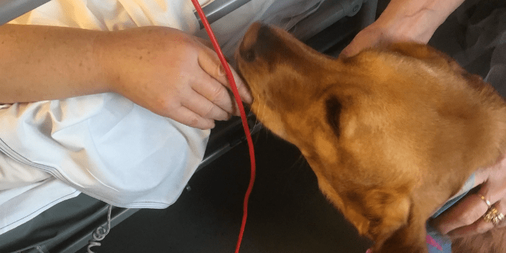 dog licking sally