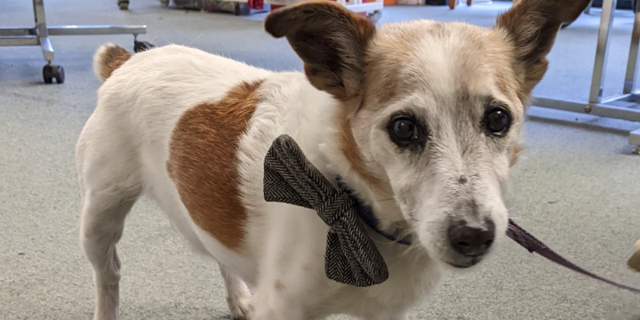 Jack russell dog in a bow tie