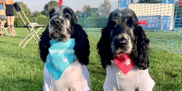 Sharmila's dogs at the finish line for Team Martlets