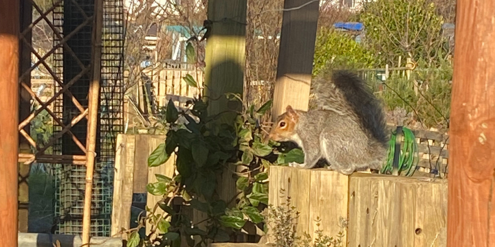 Squirel at our Martlets allotment