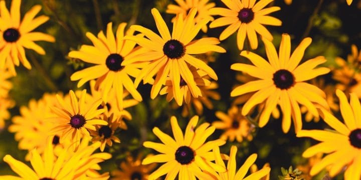 bright yellow flowers in a garden