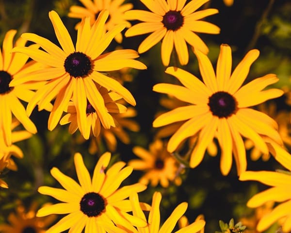 bright yellow flowers in a garden
